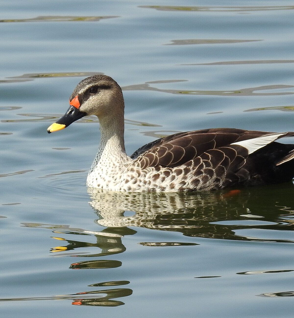 Lemon-billed Duck