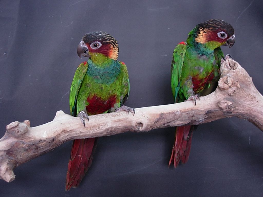 Tiriba Parakeet