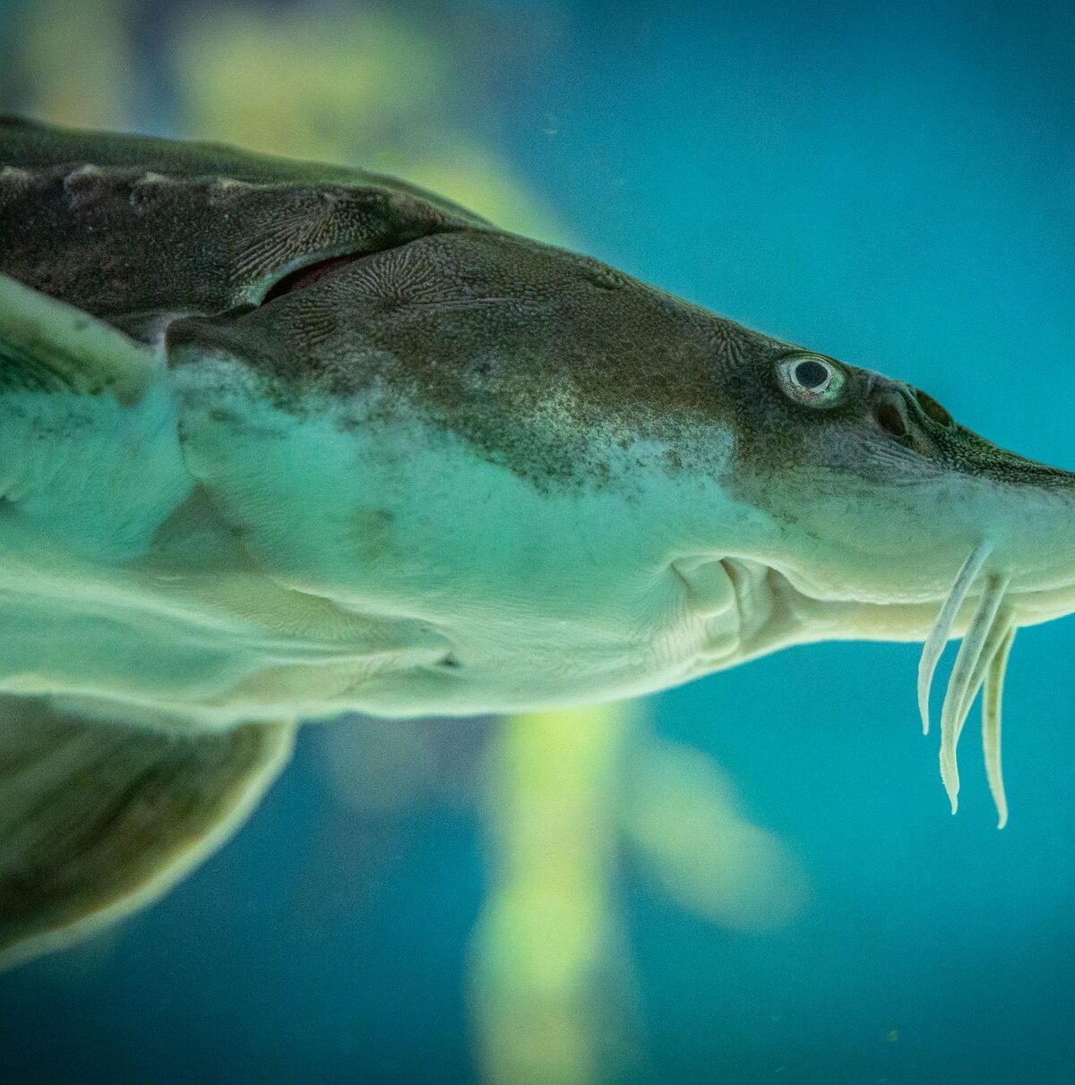 Sturgeon