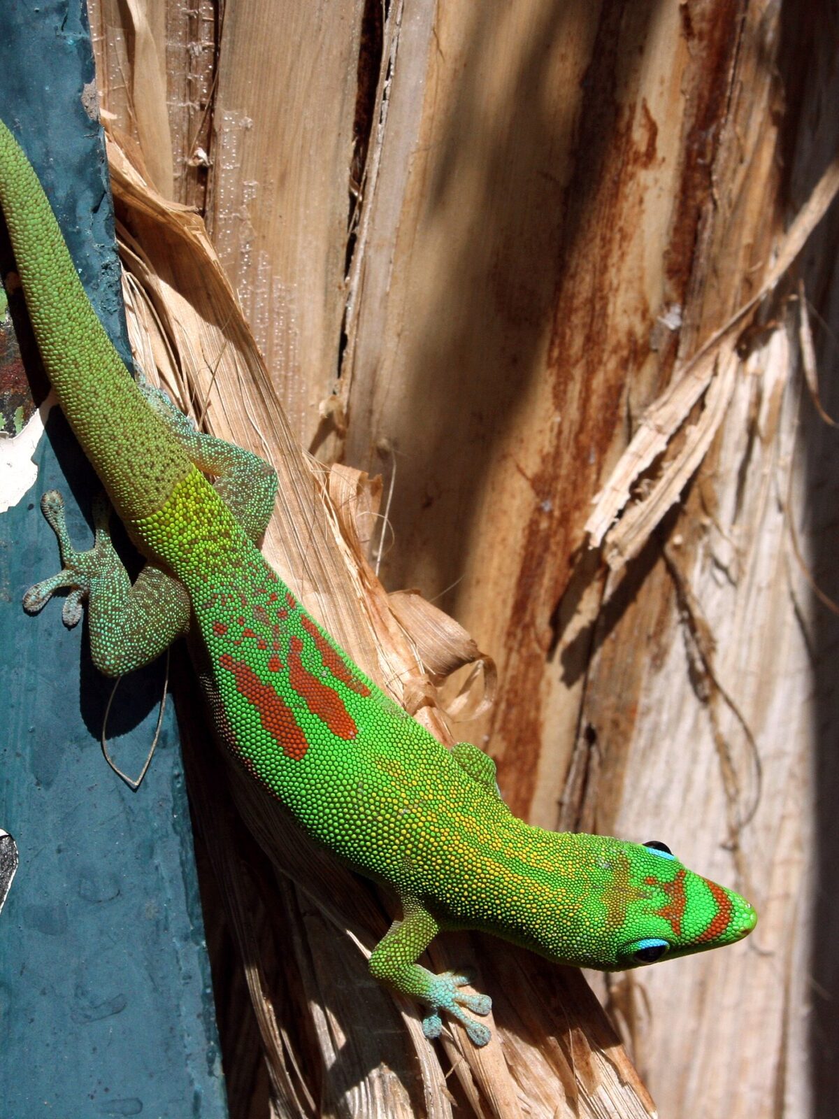 Madagascar Gecko