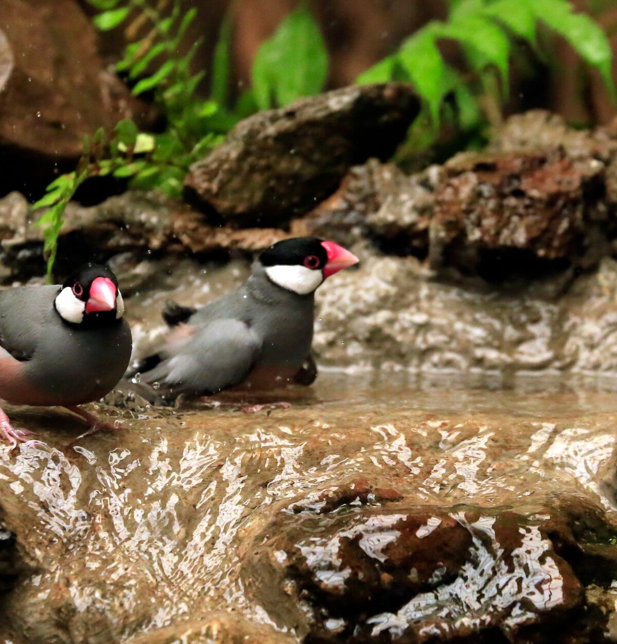 Java Sparrow