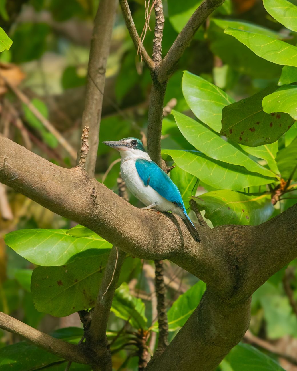 Collared Kingfisher
