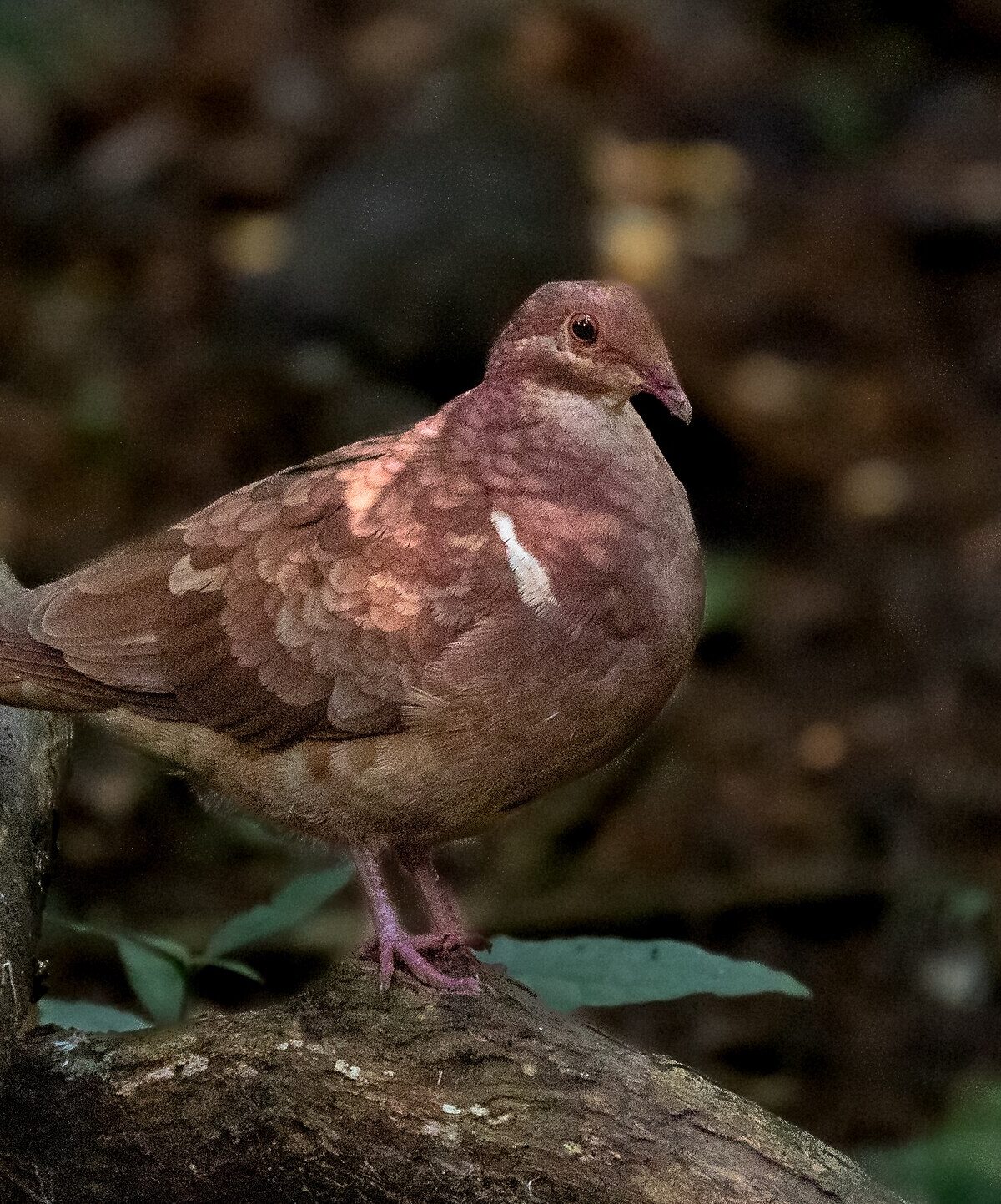 Jamaican Quail-Dove