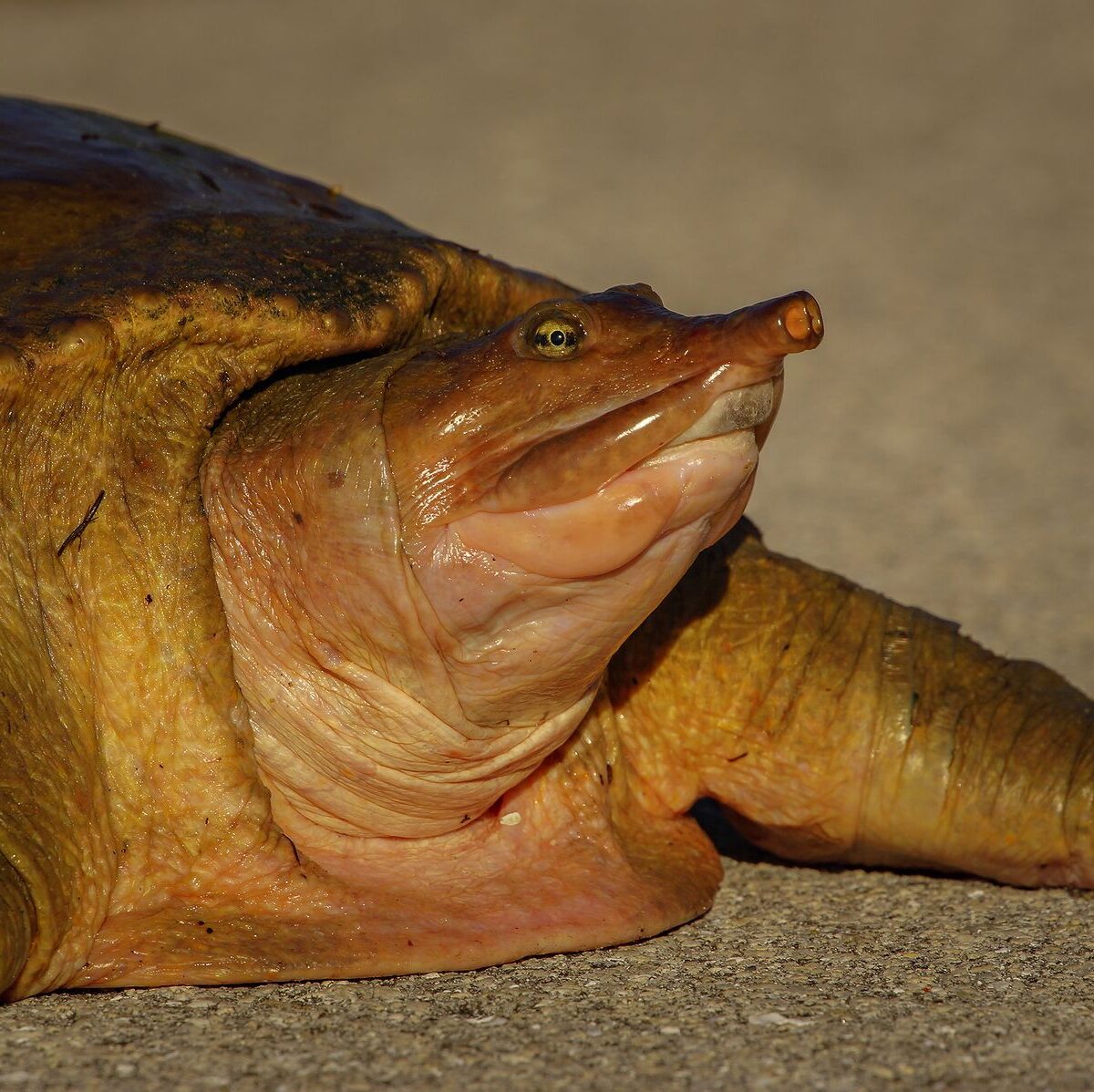 Softshell Turtle