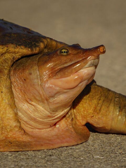 Softshell Turtle