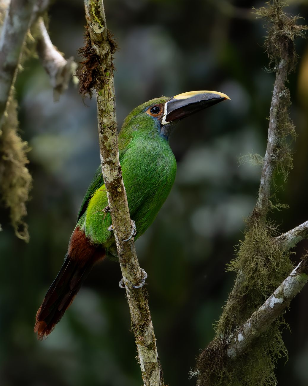 Green Toucanet