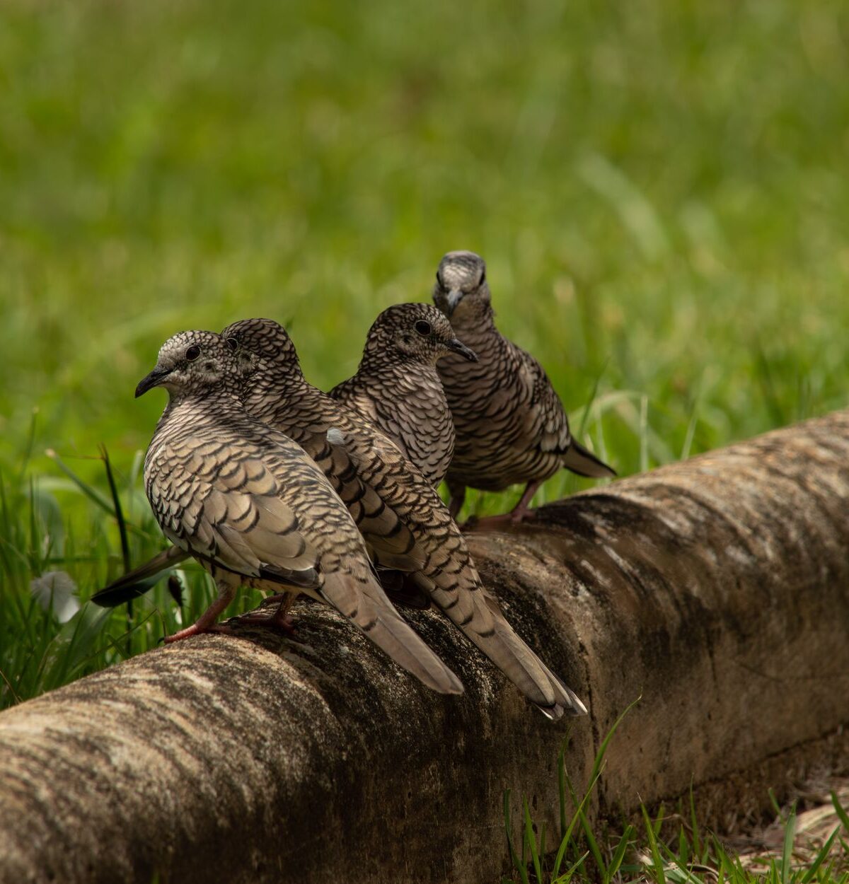 Inca Dove