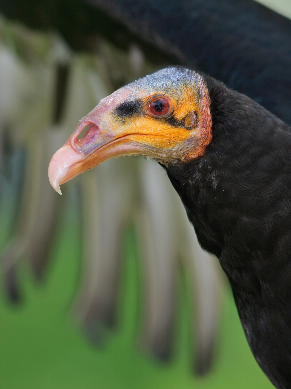 Yellow-faced Vulture