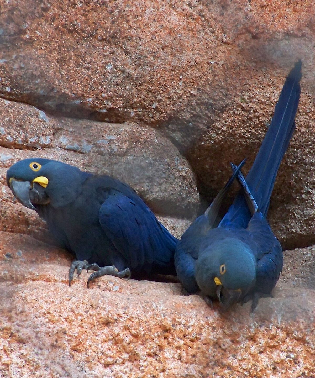 Lear's Macaw