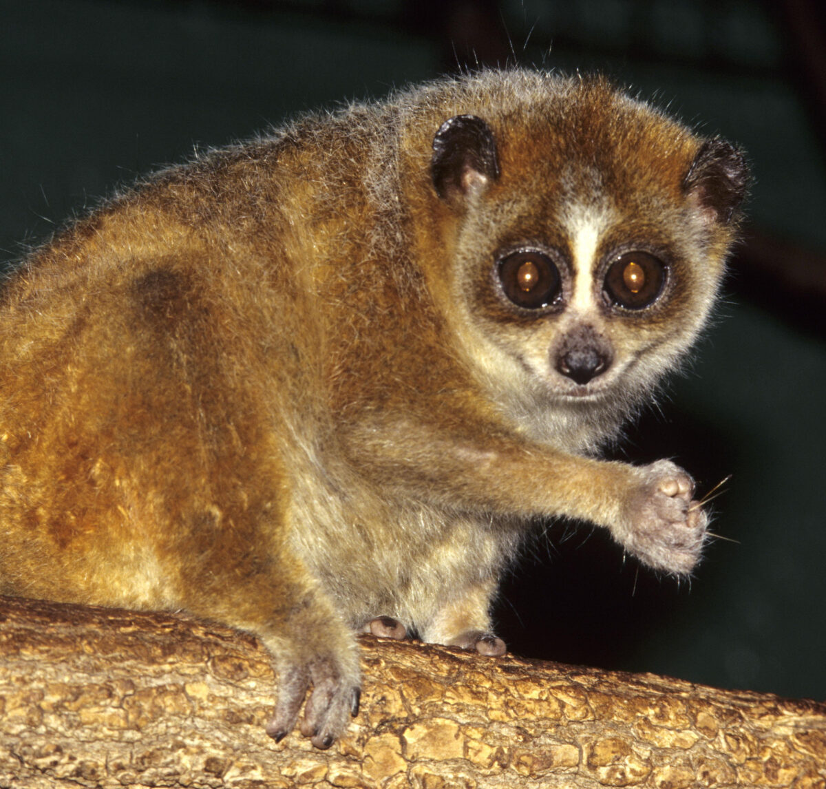 Pygmy slow loris
