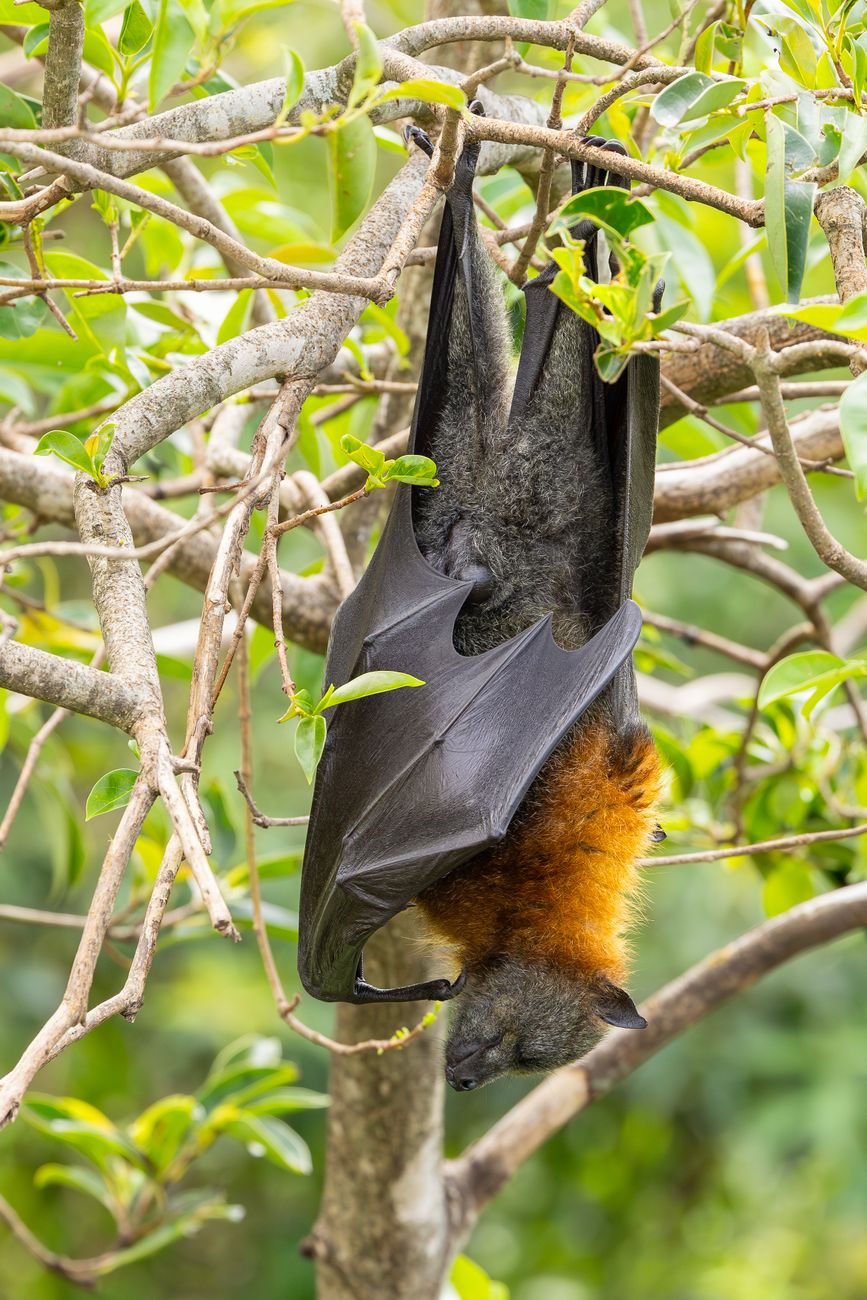 Fruit Bat