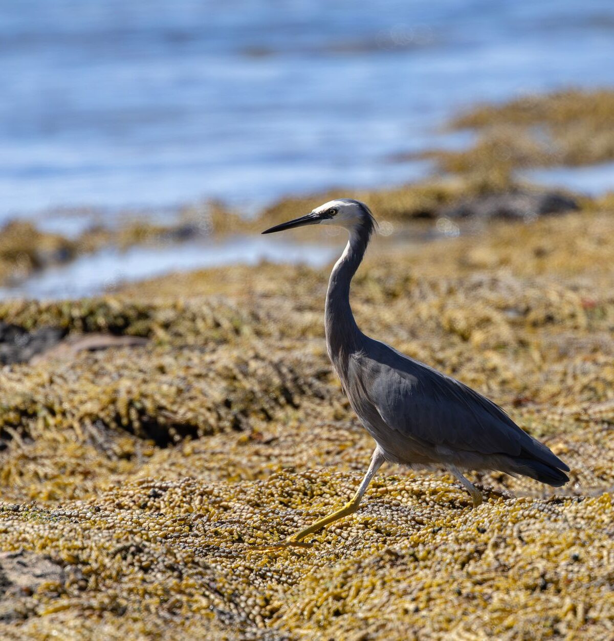 White-faced Heron