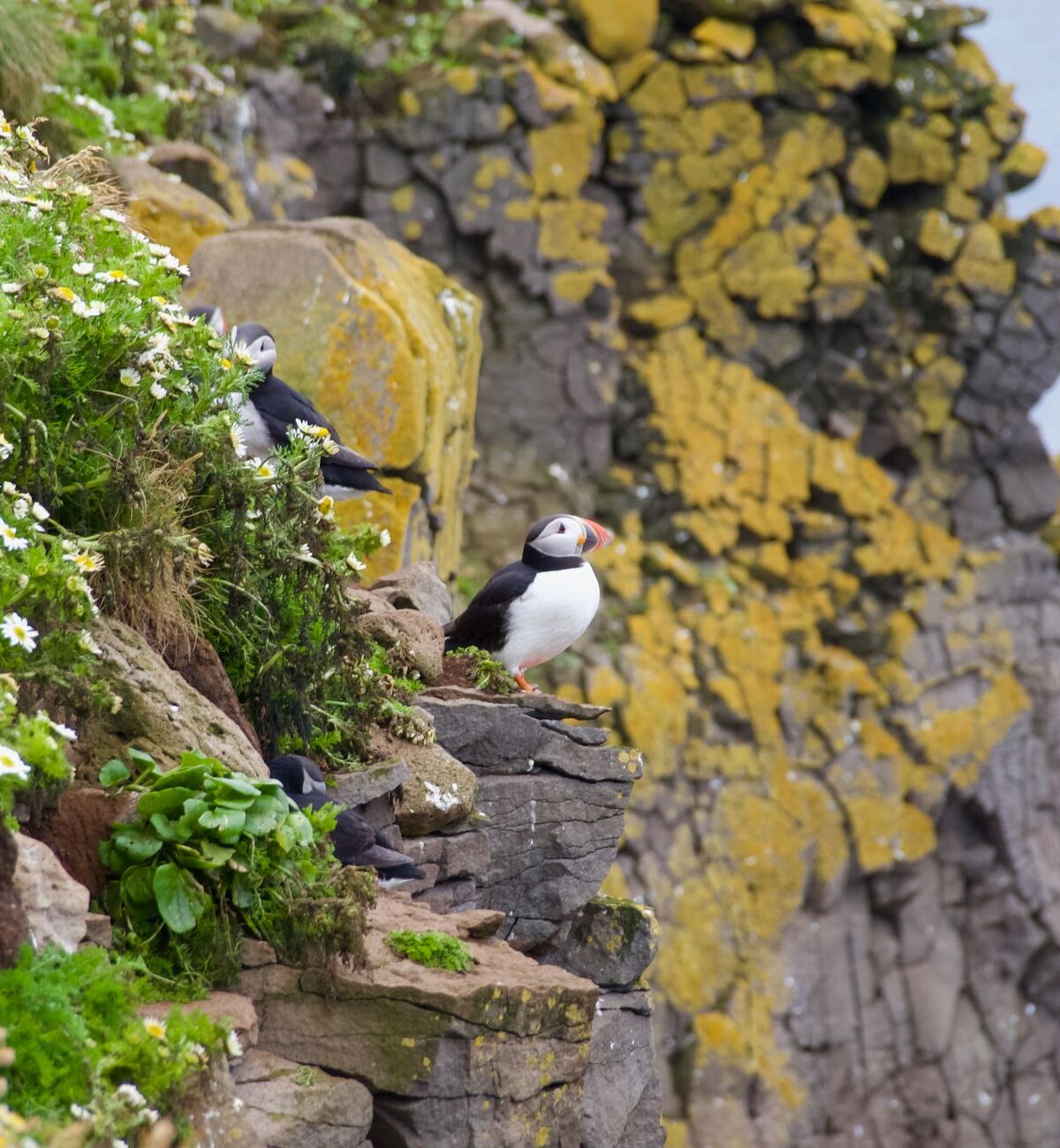 Common Puffin