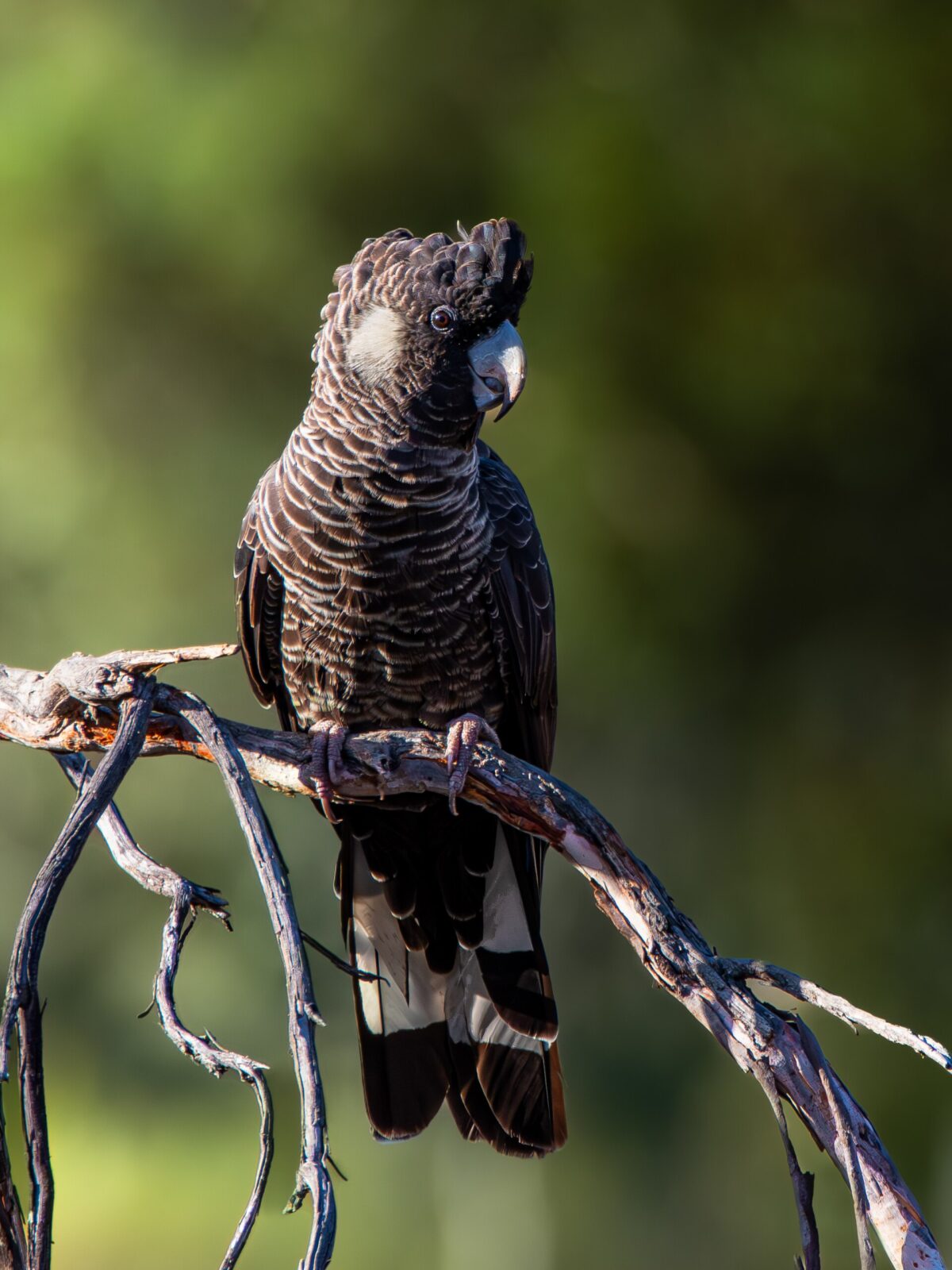 Baudin's Cockatoo