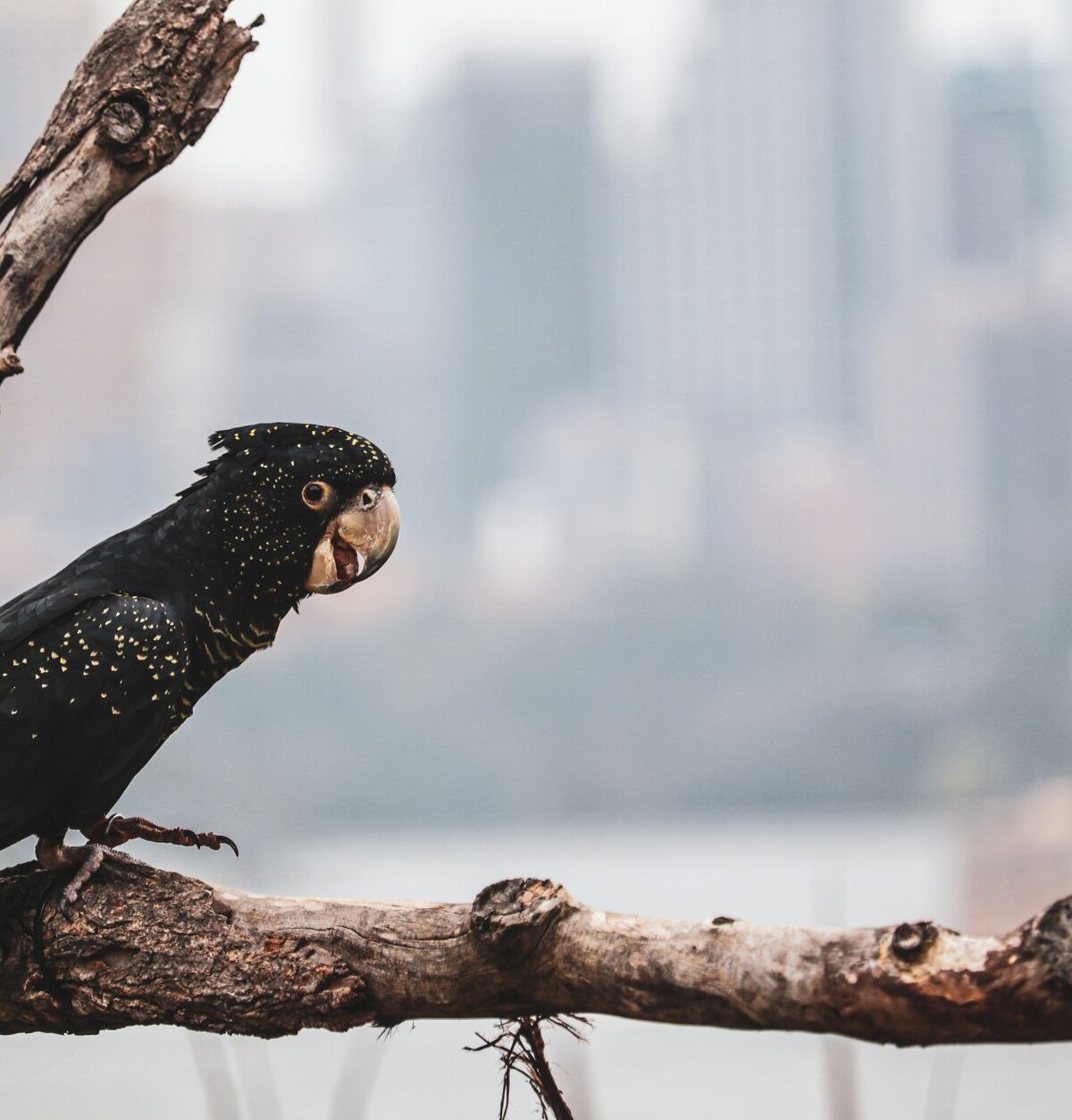 Yellow-tailed Black Cockatoo