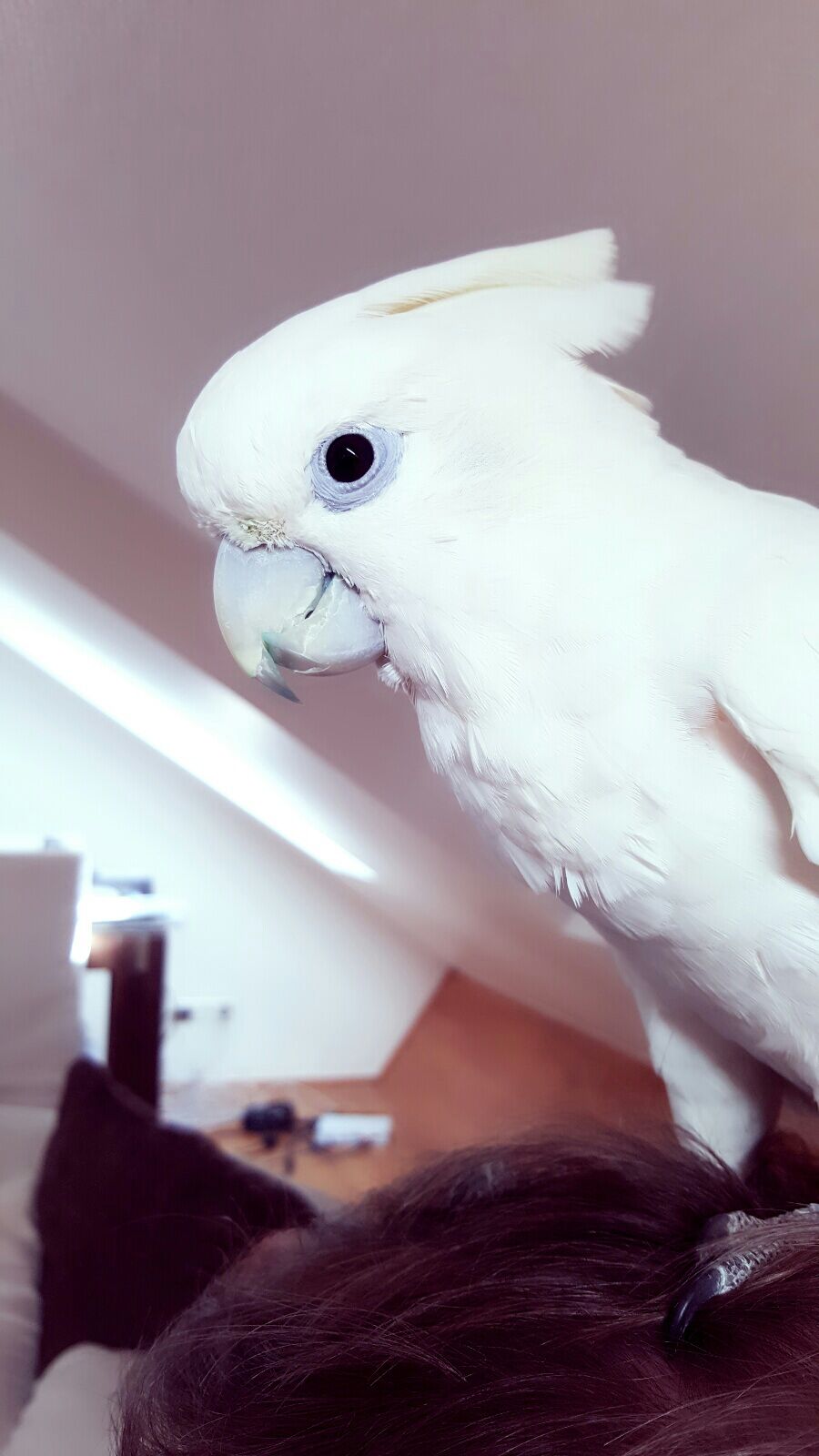 Ducorp's Cockatoo