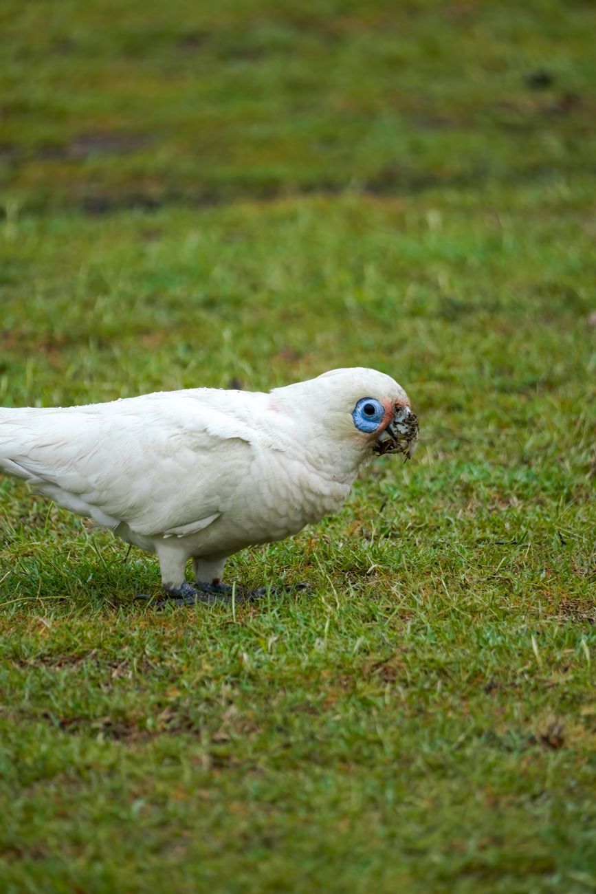 Little Corella