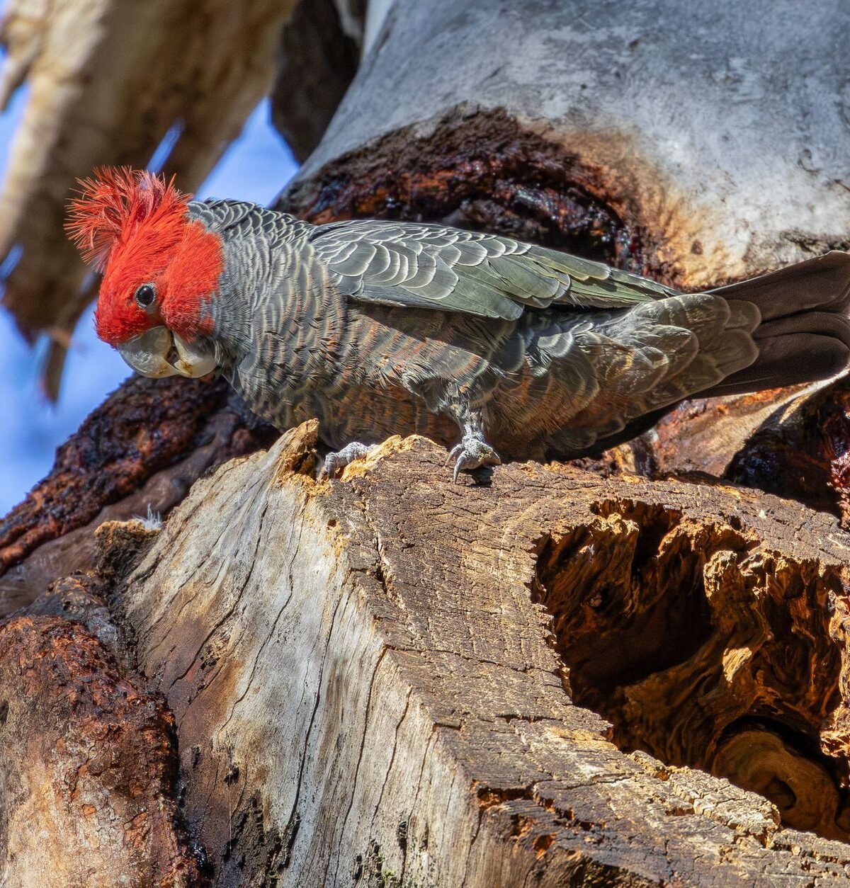 Gang-gang Cockatoo