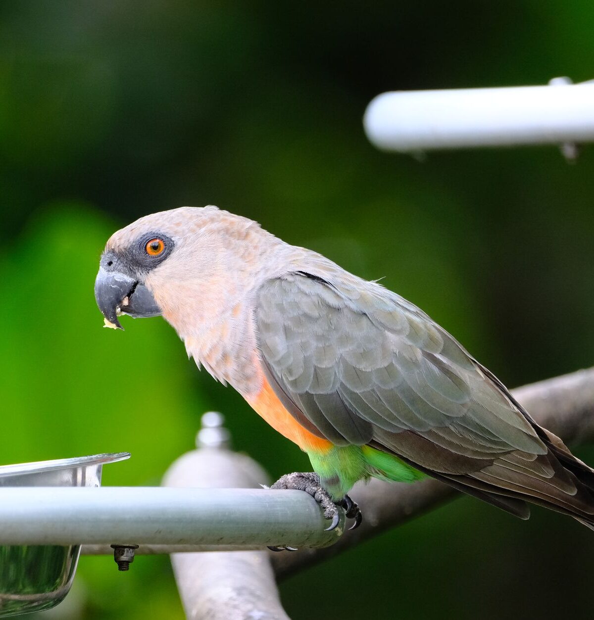Brown-headed Parrot