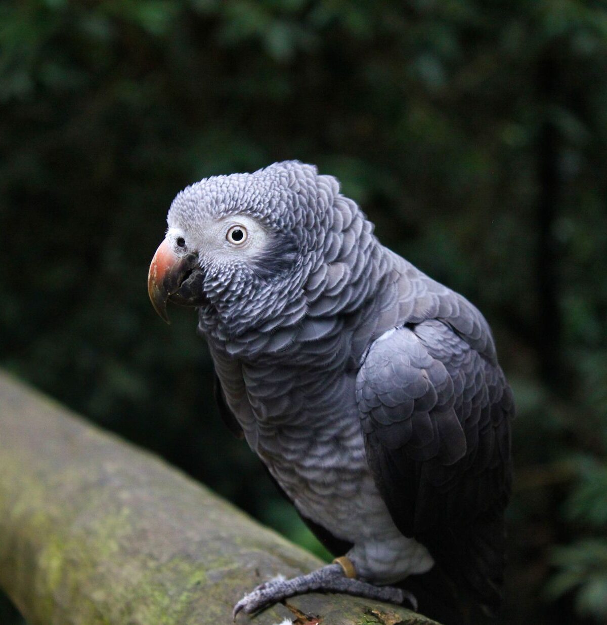 Timneh Parrot