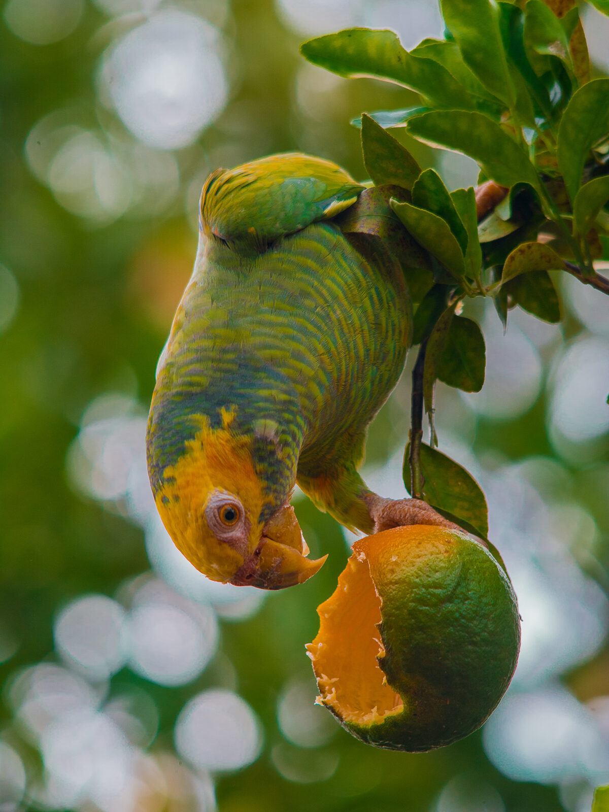 Yellow-faced Amazon