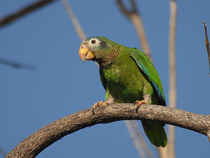 Yellow-billed Amazon