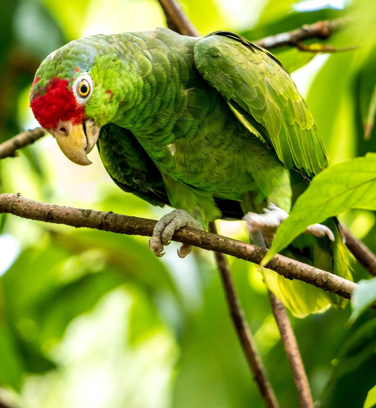 Ecuadorian Red-lored Amazon