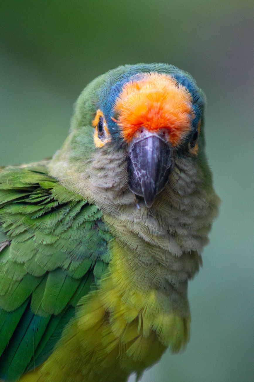 Southern Golden-capped Conure