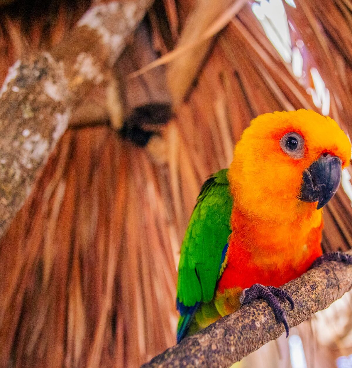 Jandaya Conure