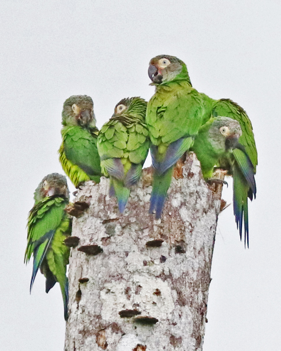 Dusky-headed Conure