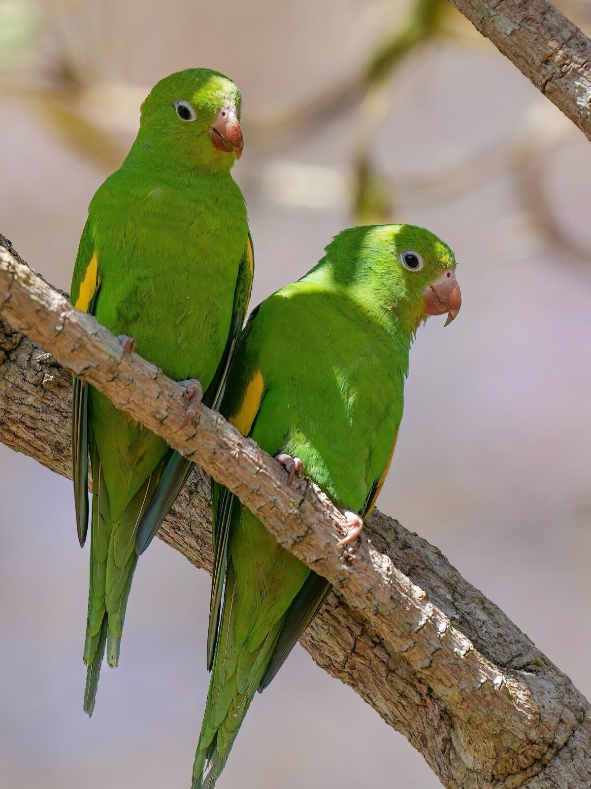 Brazilian Canary-winged Parakeet