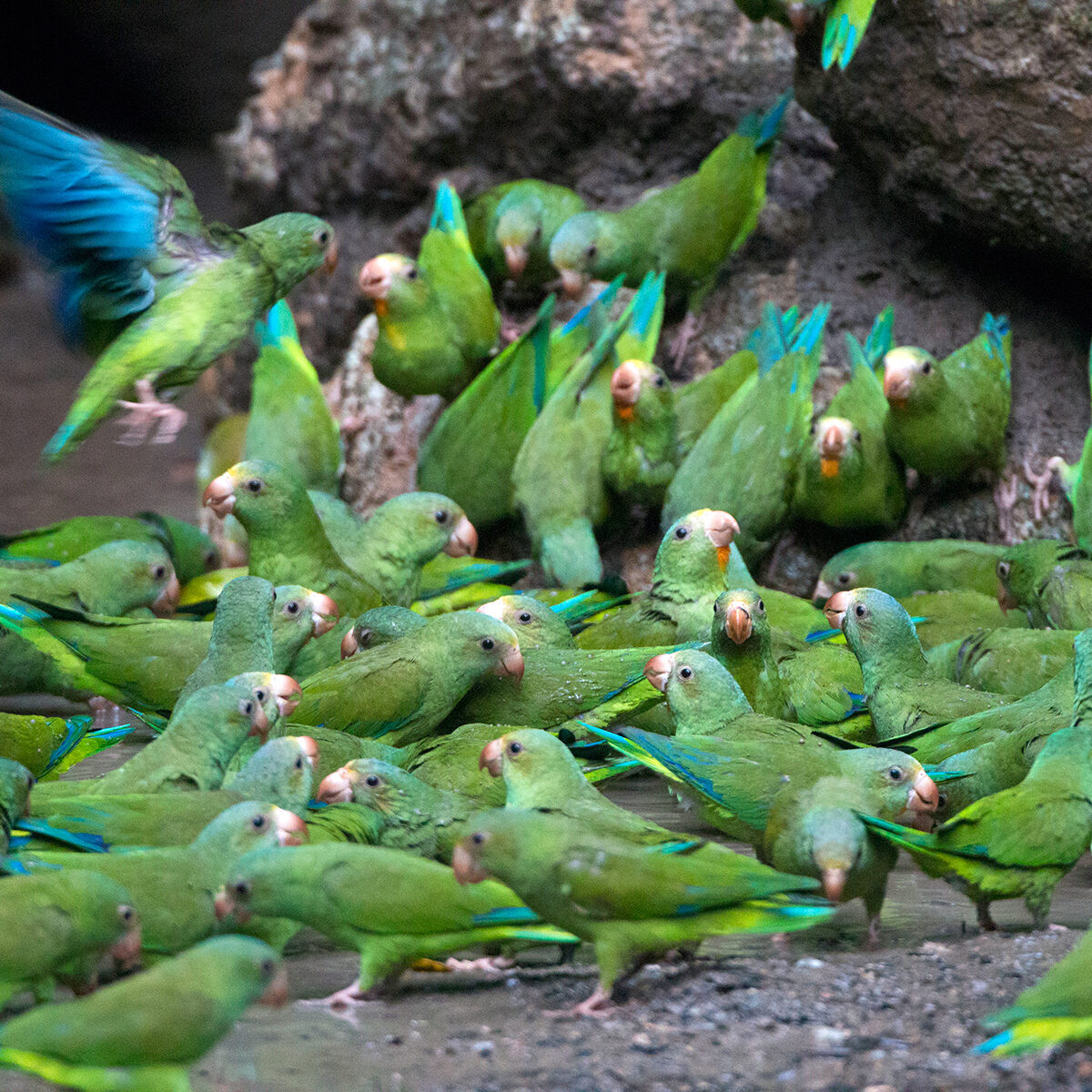 Huallaga Cobalt-winged Parakeet