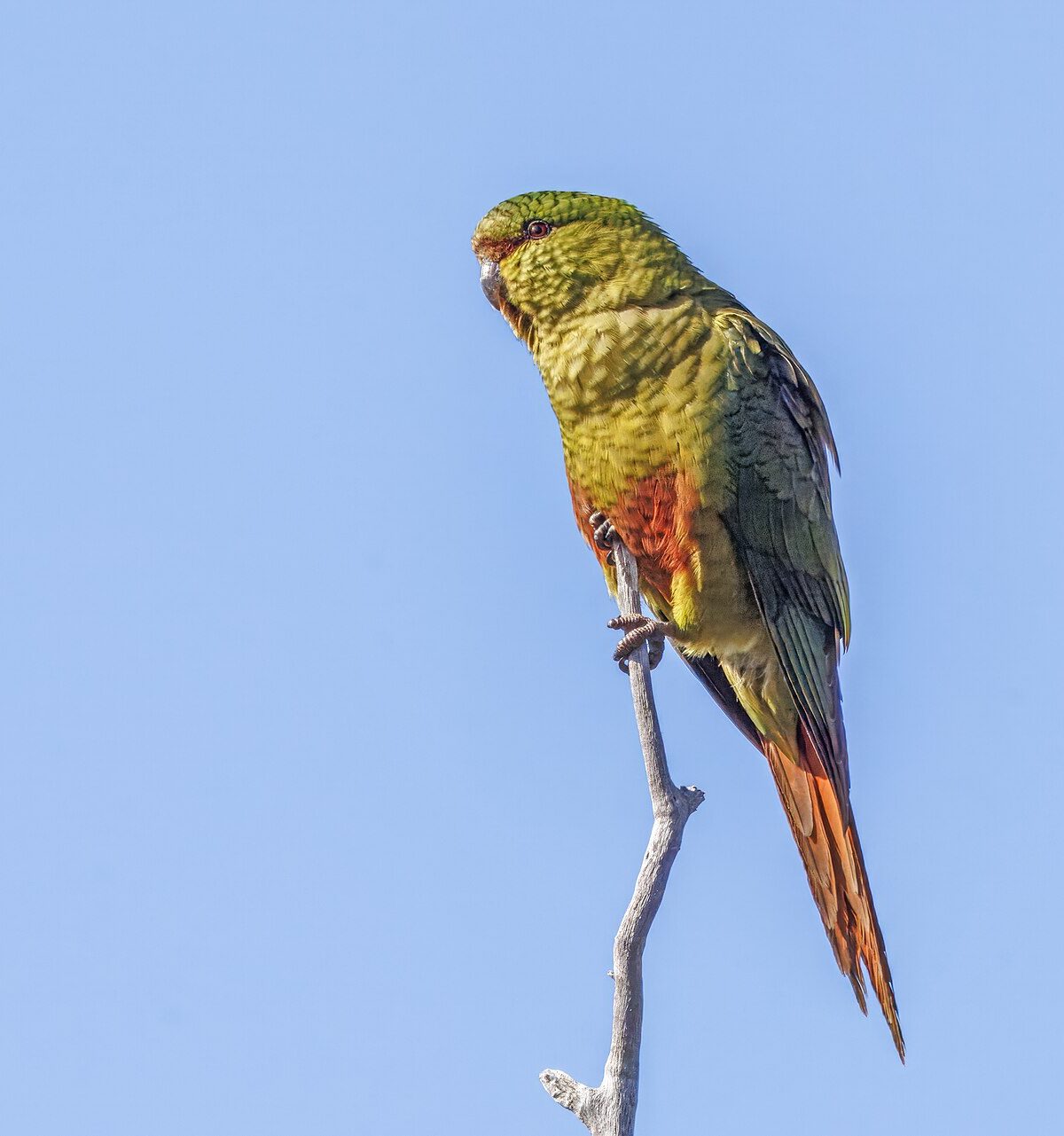Austral Conure