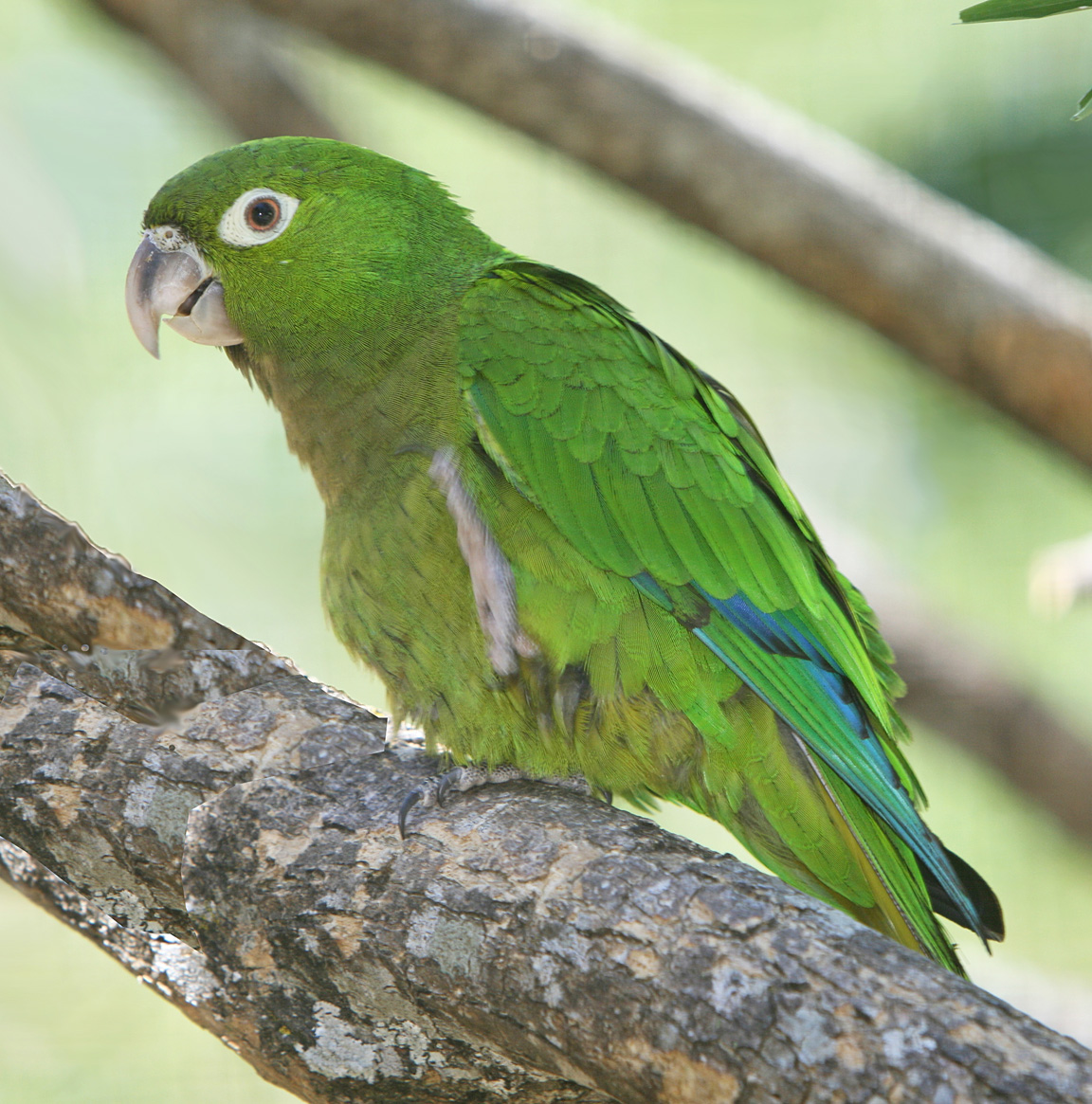 Aztec Parakeet