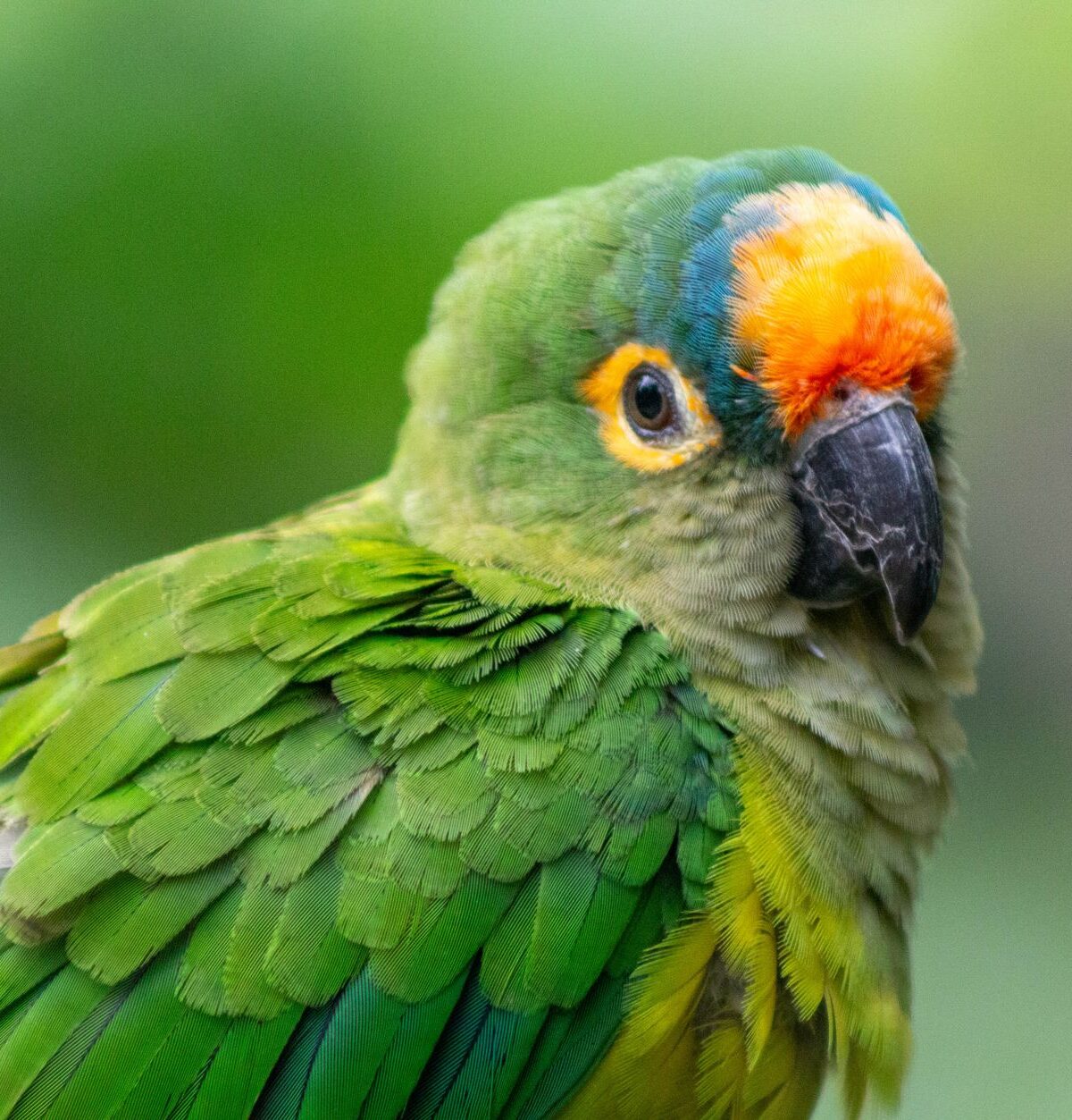 Peach-fronted Parakeet