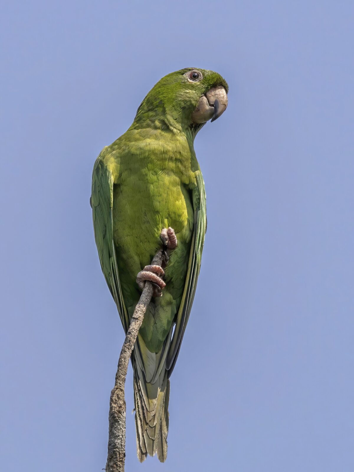 Cactus Parakeet
