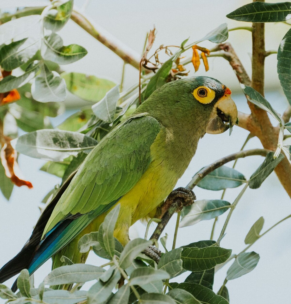 Orange-fronted Parakeet