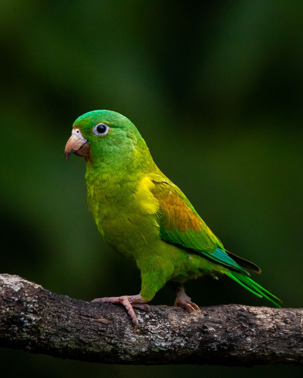 Brown-throated Parakeet