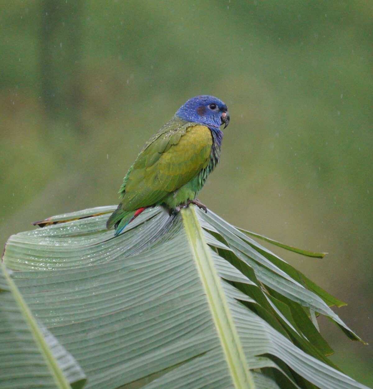 Spectacled Parrot