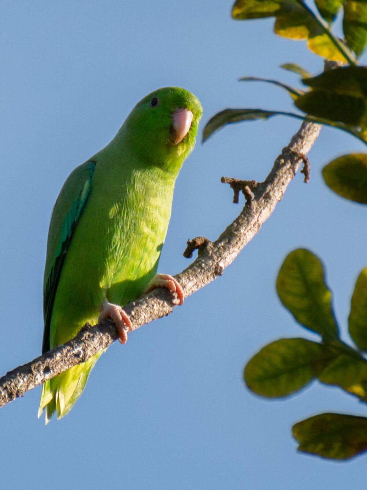 Green-rumped Parrotlet