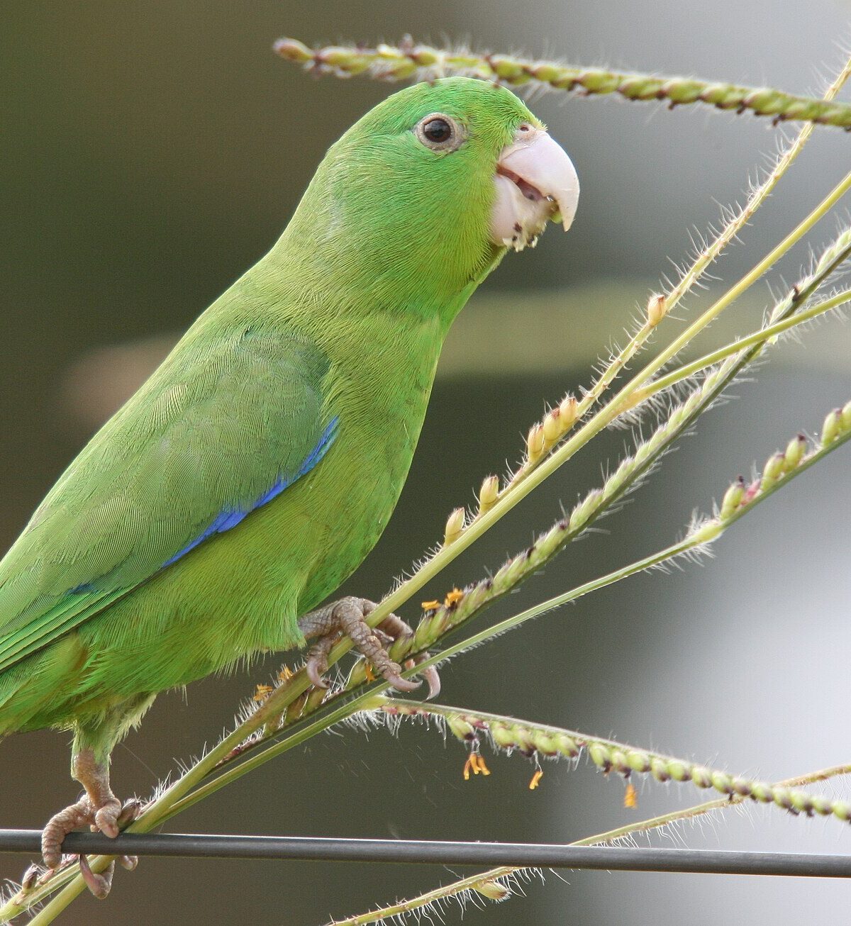 Blue-winged Parrotlet