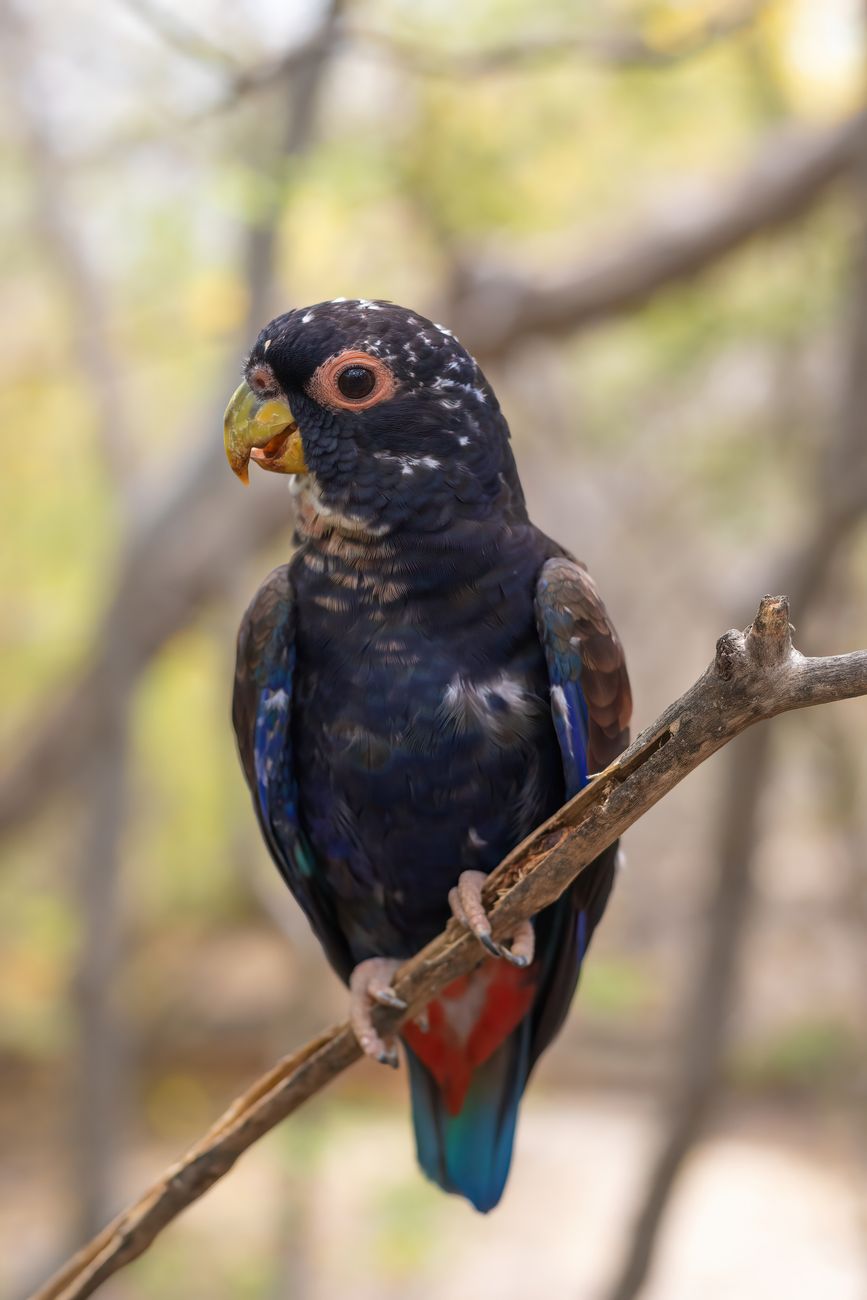 Bronze-winged Parrot