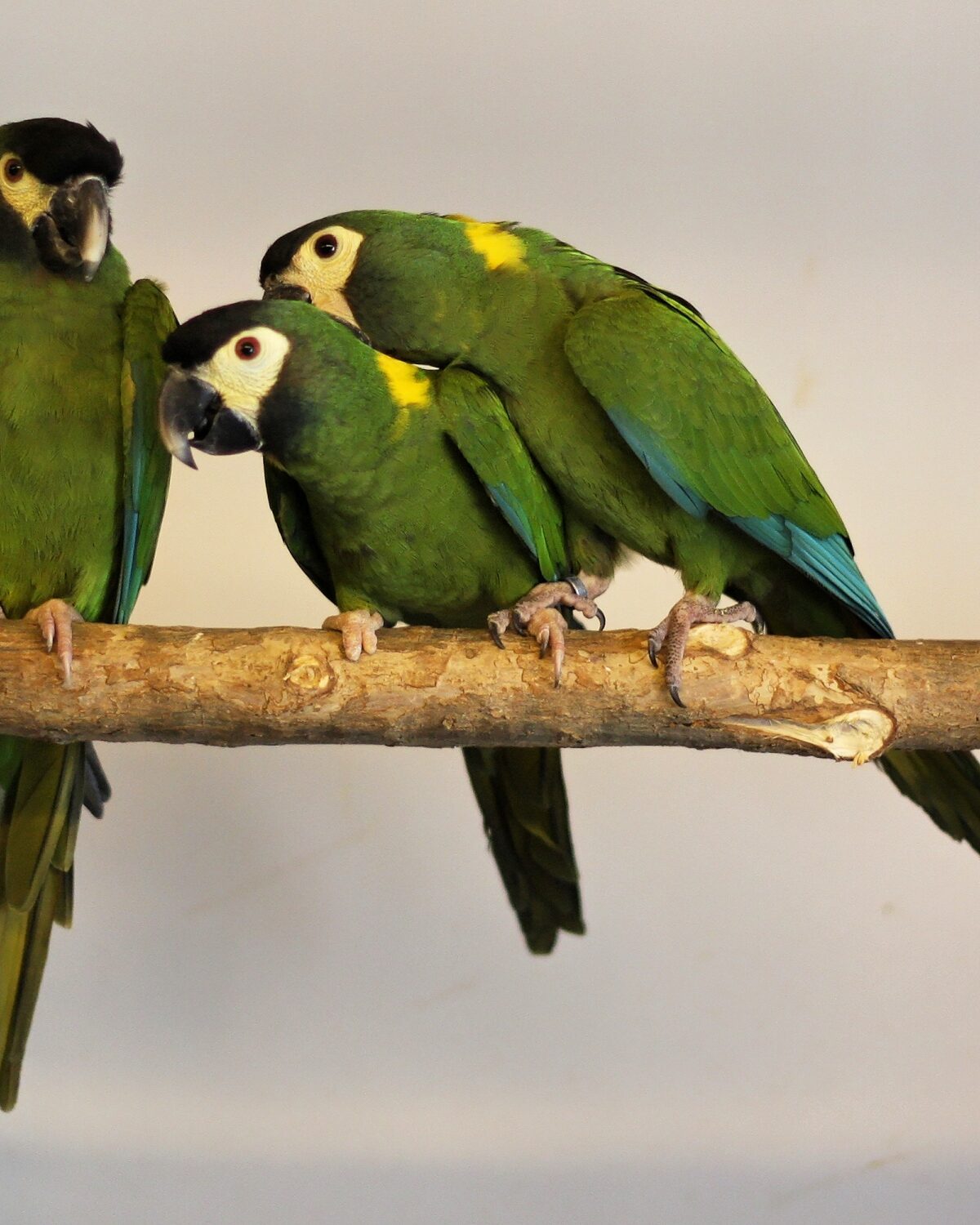 Yellow-collared Macaw