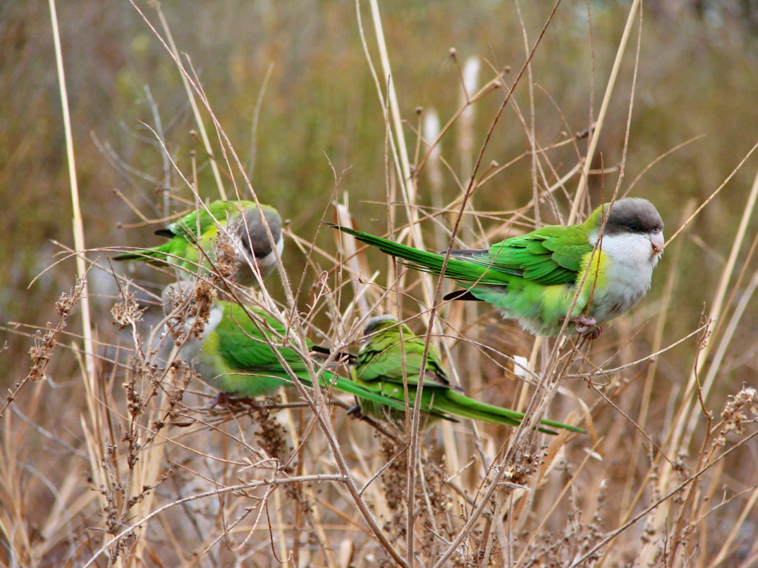 Gray-hooded Parakeet