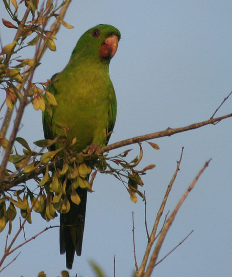 Crimson-fronted Parakeet