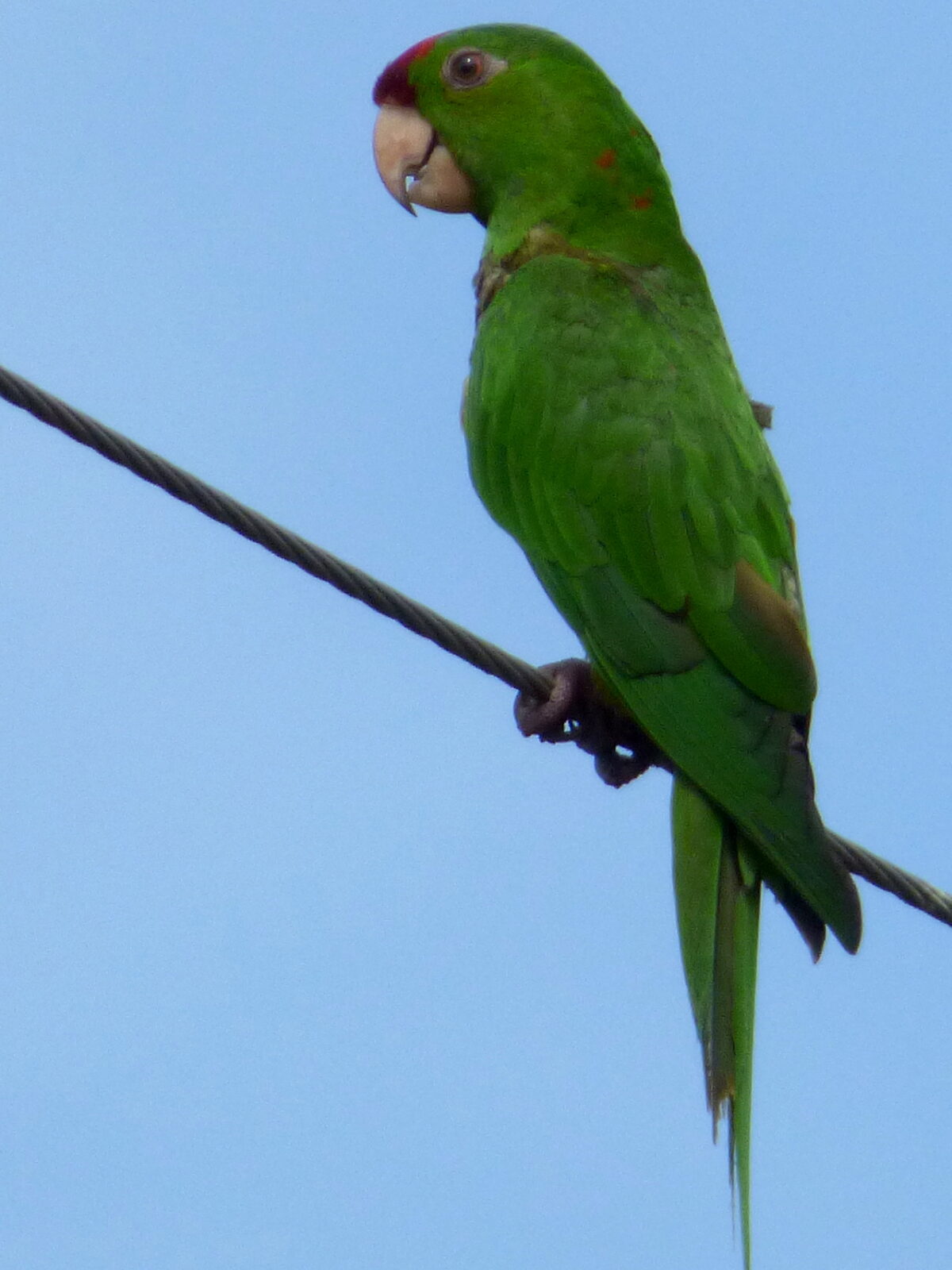 Cordilleran Parakeet