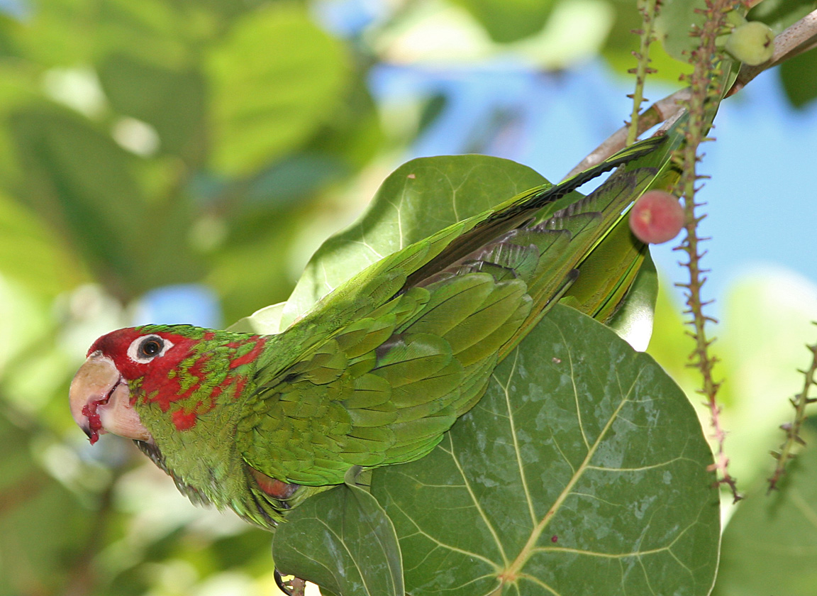 Mitred Conure