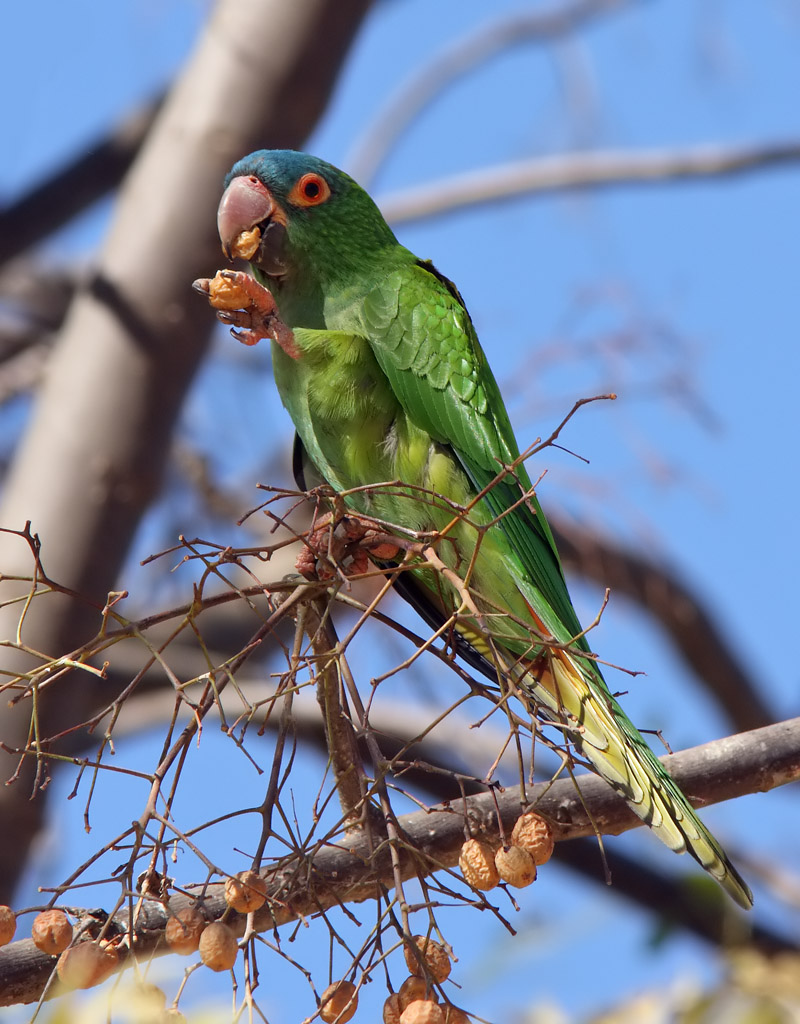 Blue-throated Conure