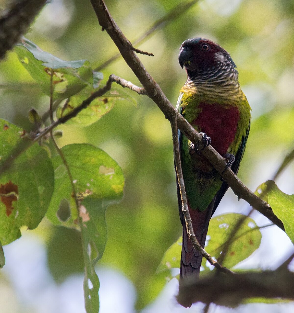 Venezuelan Parakeet