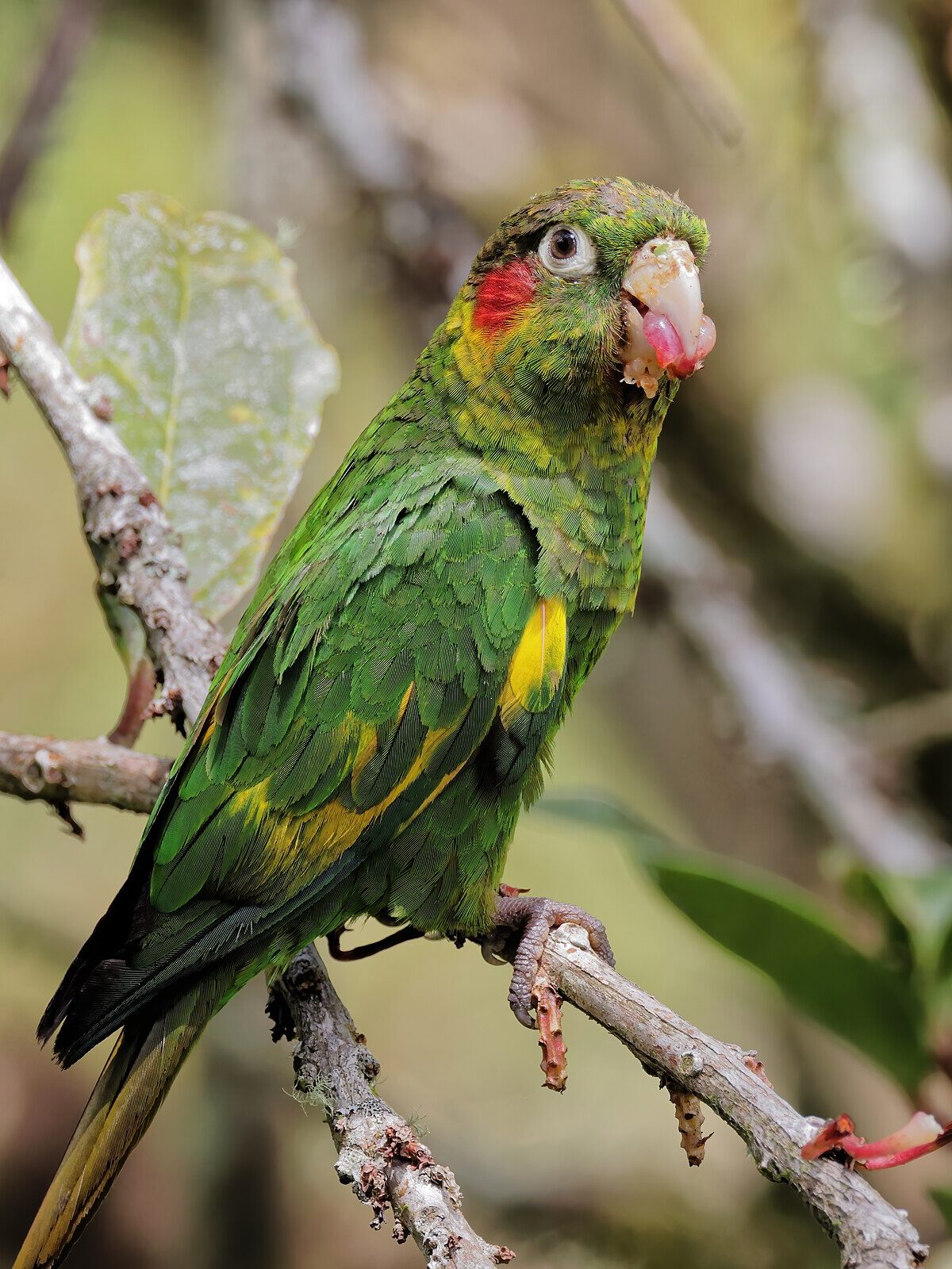 Panama Hoffman's Conure